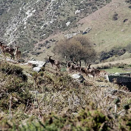 Rurales Les Escueles De * Collía